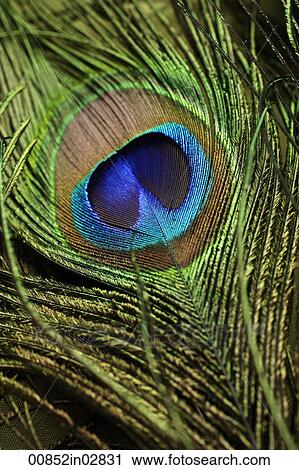 Close up of peacock feather View Large Photo Image Stock Image - Close up of peacock feather. Fotosearch