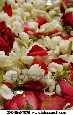 close up of rose petals View Large Photo Image Stock Photography - close up of rose petals. Fotosearch