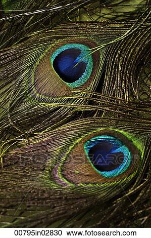 close up of two peacock feathers. View Large Photo Image Stock Image - close up of two peacock feathers.. Fotosearch