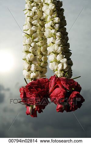 Picture - Hanging rose flower garlands. Fotosearch