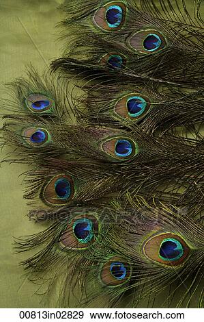 Peacock feathers. View Large Photo Image Stock Photo - Peacock feathers.. Fotosearch