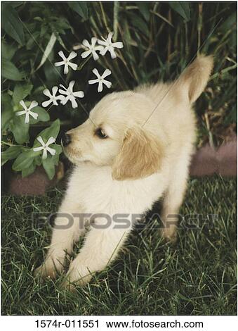A Golden Retriever puppy on a lawn View Large Photo Image Stock Image - A Golden Retriever puppy on a lawn. Fotosearch