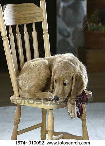 A puppy dog sitting on a chair View Large Photo Image Stock Image - A puppy dog sitting on a chair. Fotosearch
