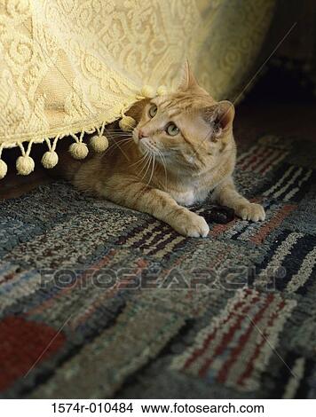 A Tabby cat lying under a bed View Large Photo Image Picture - A Tabby cat lying under a bed. Fotosearch