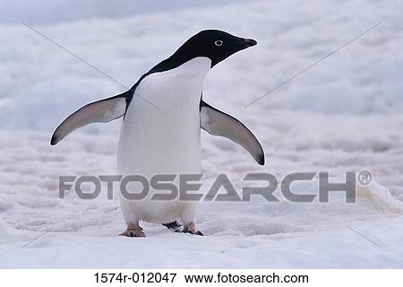 Adelie Penguin View Large Photo Image Stock Photo - Adelie Penguin. Fotosearch