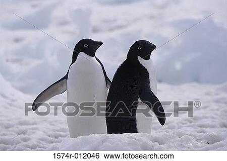 Adelie Penguins View Large Photo Image Stock Photograph - Adelie Penguins. Fotosearch