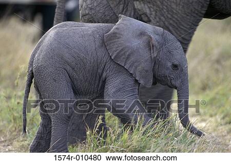 Stock Image - African Elephants Kenya. Fotosearch