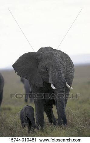 Stock Image - African Elephants Masai Mara Game Reserve Kenya. Fotosearch