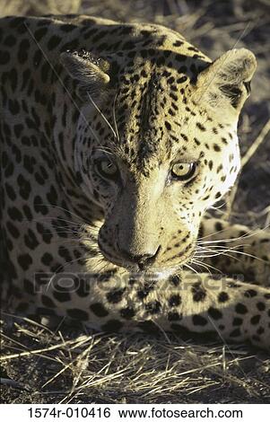 Stock Photograph - African Leopard. Fotosearch