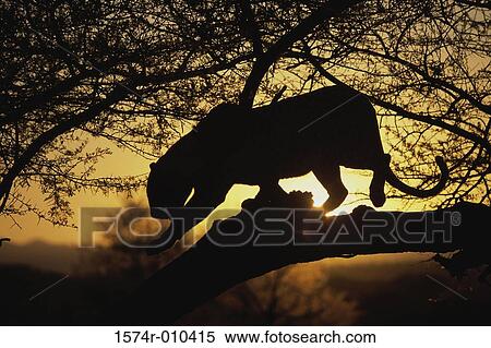 African Leopard View Large Photo Image Stock Photography - African Leopard. Fotosearch