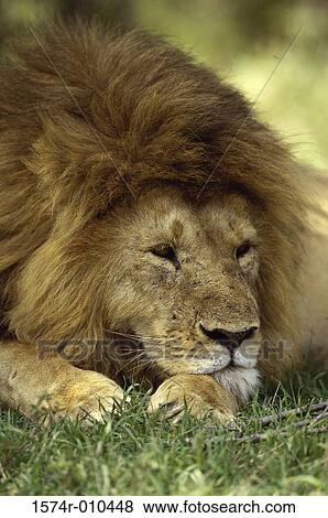 Stock Photo - African Lion. Fotosearch