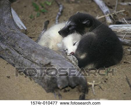 Arctic Foxes View Large Photo Image Stock Photo - Arctic Foxes. Fotosearch
