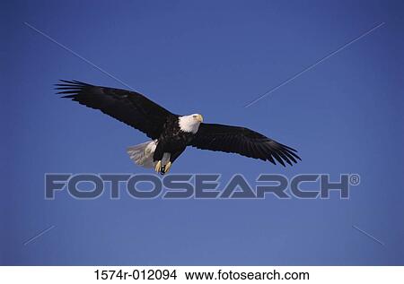 Picture - Bald Eagle Alaska USA. Fotosearch