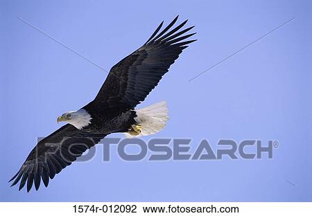 Stock Image - Bald Eagle Alaska USA. Fotosearch