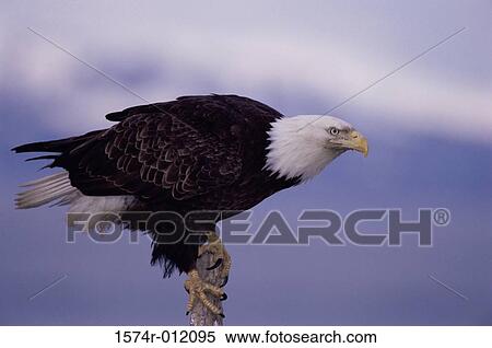 Bald Eagle Alaska USA View Large Photo Image Stock Photography - Bald Eagle Alaska USA. Fotosearch