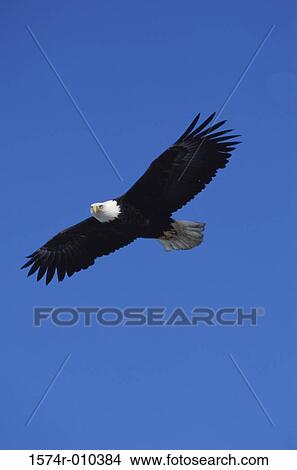 Picture - Bald Eagle. Fotosearch