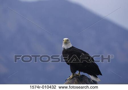 Stock Image - Bald Eagle. Fotosearch