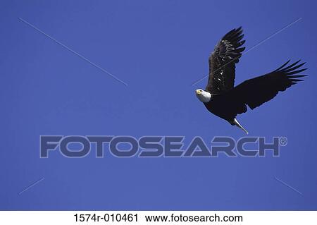 Bald Eagle View Large Photo Image Stock Image - Bald Eagle. Fotosearch