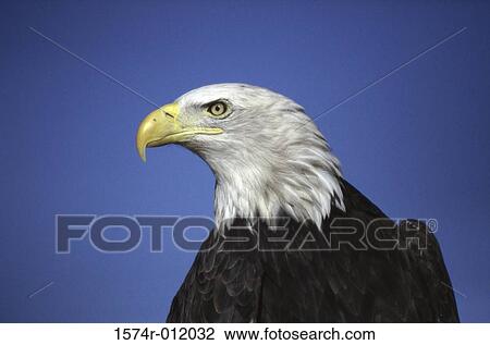Bald Eagle View Large Photo Image Stock Image - Bald Eagle. Fotosearch