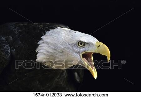 Bald Eagle View Large Photo Image Stock Image - Bald Eagle. Fotosearch