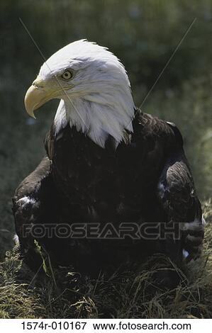 Bald Eagle View Large Photo Image Stock Photo - Bald Eagle. Fotosearch