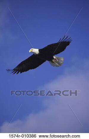 Bald Eagle View Large Photo Image Stock Photograph - Bald Eagle. Fotosearch