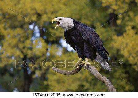 Bald Eagle View Large Photo Image Stock Photography - Bald Eagle. Fotosearch