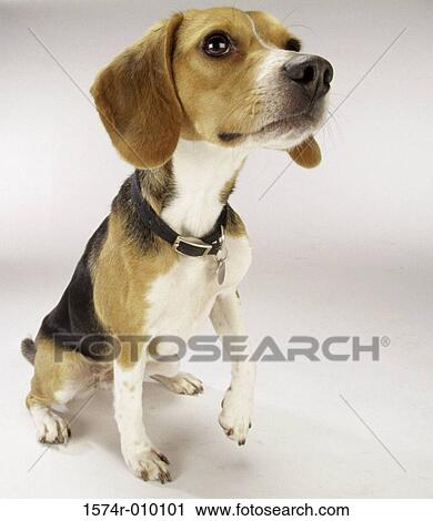 Beagle View Large Photo Image Stock Image - Beagle. Fotosearch