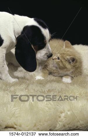 Beagle View Large Photo Image Stock Photo - Beagle. Fotosearch