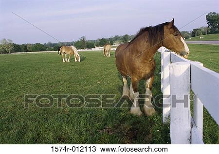 Belgium Draft Horses View Large Photo Image Stock Image - Belgium Draft Horses. Fotosearch