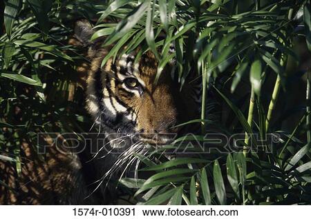 Bengal Tiger View Large Photo Image Stock Image - Bengal Tiger. Fotosearch