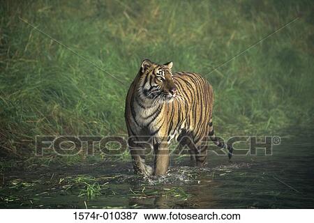 Bengal Tiger View Large Photo Image Stock Photo - Bengal Tiger. Fotosearch