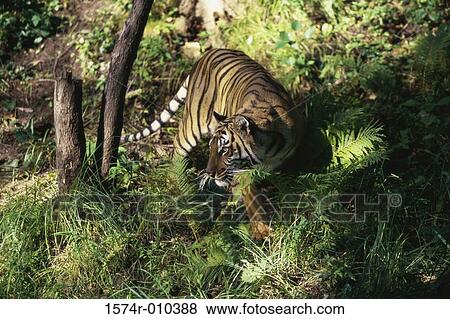 Bengal Tiger View Large Photo Image Stock Photo - Bengal Tiger. Fotosearch