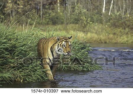 Bengal Tiger View Large Photo Image Stock Photo - Bengal Tiger. Fotosearch