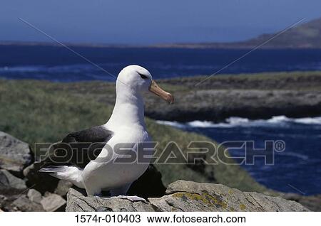 Black-browed Albatross View Large Photo Image Stock Image - Black-browed Albatross. Fotosearch
