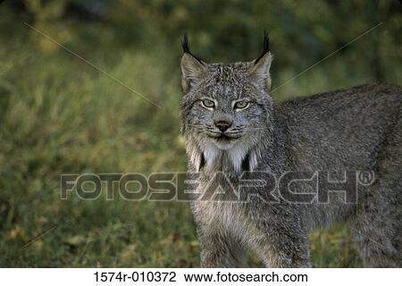 Bobcat View Large Photo Image Stock Image - Bobcat. Fotosearch