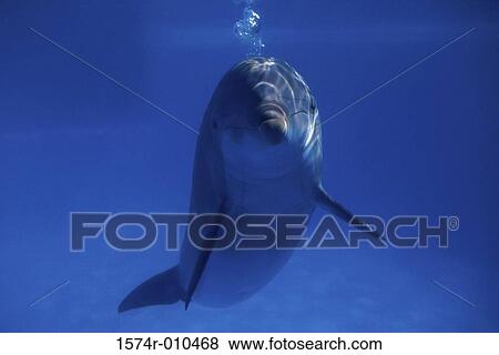 Stock Photo - Bottle-Nosed Dolphin. Fotosearch