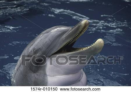 Bottlenose Dolphin View Large Photo Image Stock Image - Bottlenose Dolphin. Fotosearch
