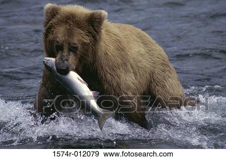 Brown Bear Katmai National Park Alaska USA View Large Photo Image Stock Photo - Brown Bear Katmai National Park Alaska USA. Fotosearch