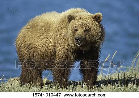 Brown Bear View Large Photo Image Stock Photo - Brown Bear. Fotosearch