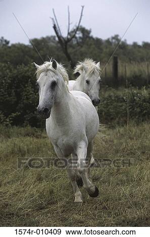 Camargue Horses View Large Photo Image Stock Photo - Camargue Horses. Fotosearch
