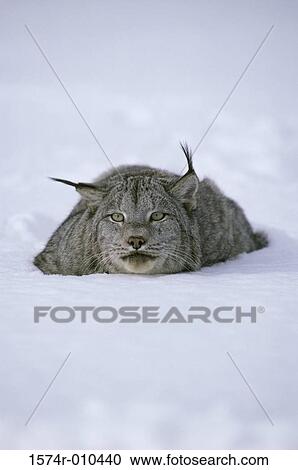 Canada Lynx View Large Photo Image Stock Image - Canada Lynx. Fotosearch