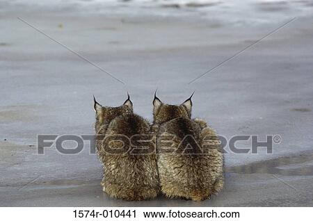 Canada Lynx View Large Photo Image Stock Image - Canada Lynx. Fotosearch