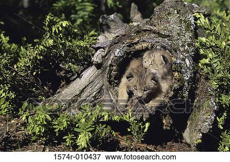 Canada Lynx View Large Photo Image Stock Photo - Canada Lynx. Fotosearch