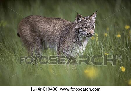 Canada Lynx View Large Photo Image Stock Photo - Canada Lynx. Fotosearch
