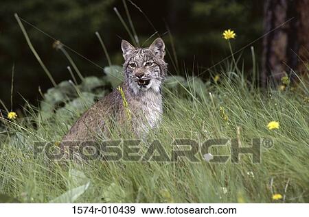 Stock Photo - Canada Lynx. Fotosearch
