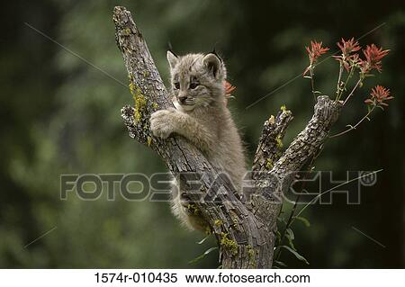 Canada Lynx View Large Photo Image Stock Photography - Canada Lynx. Fotosearch