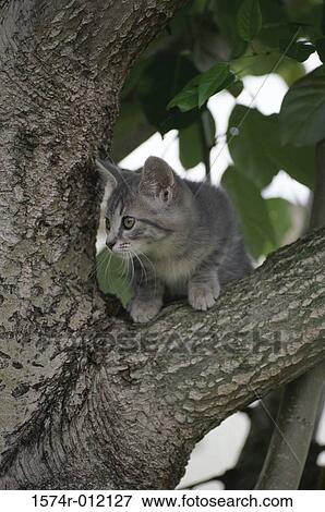 Cat climbing a tree View Large Photo Image Stock Photo - Cat climbing a tree. Fotosearch