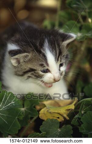 Cat looking down at leaves View Large Photo Image Stock Photo - Cat looking down at leaves. Fotosearch