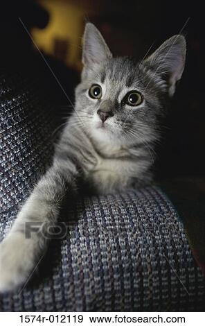 Stock Photo - Cat looking up. Fotosearch